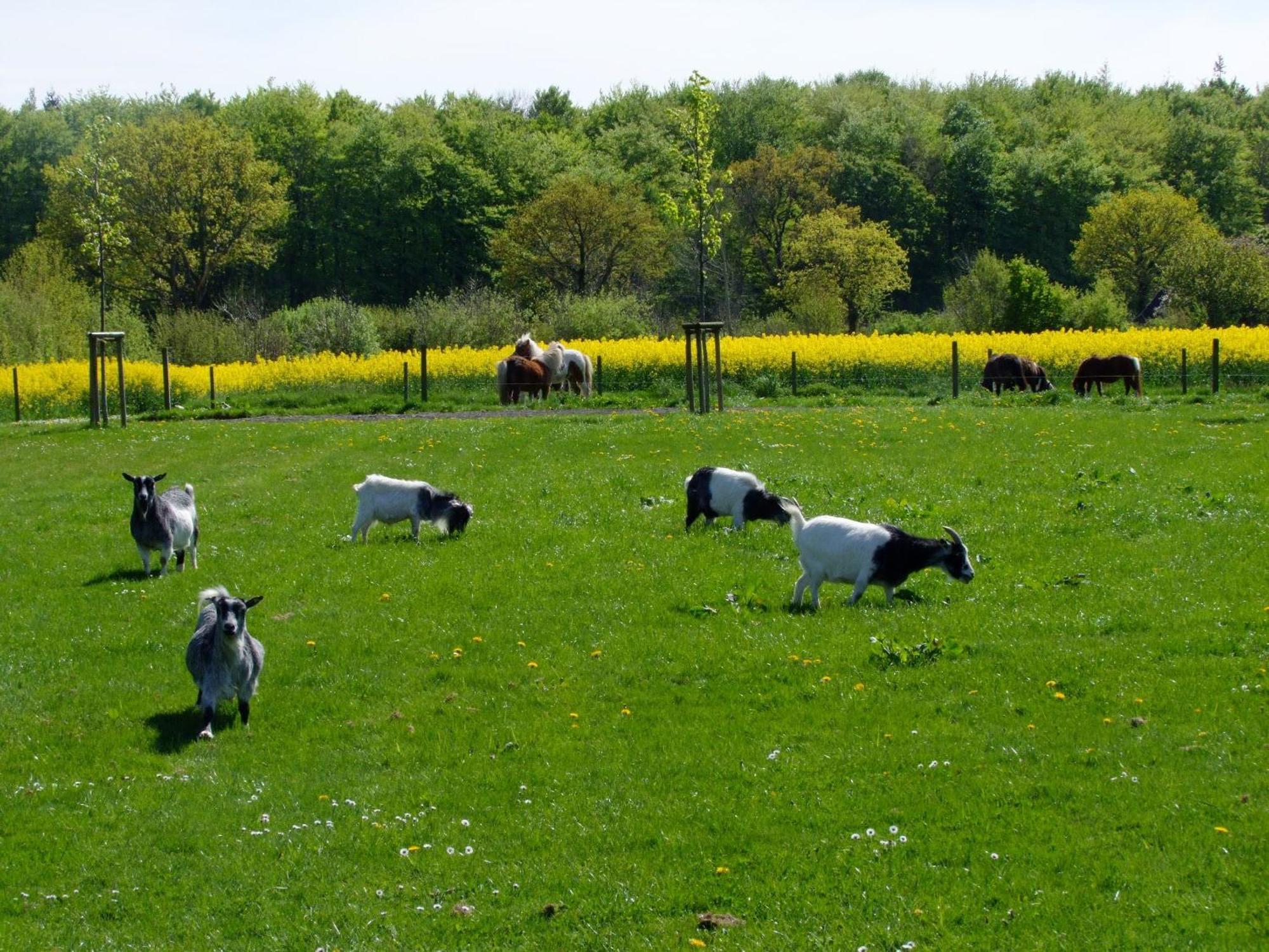 Ferienwohnungen Auf Dem Ferienhof Sell 斯托特布尔 外观 照片